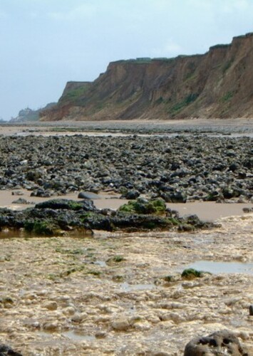 Cromer Forest Bed