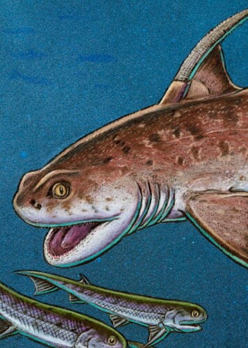 Ctenacanthus
