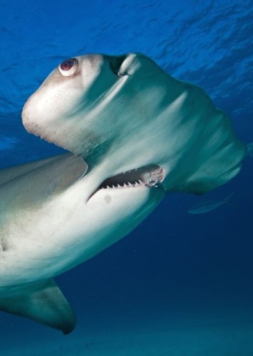 Cybershark