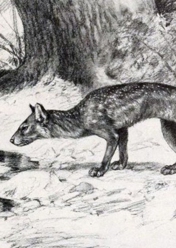 Cynodictis