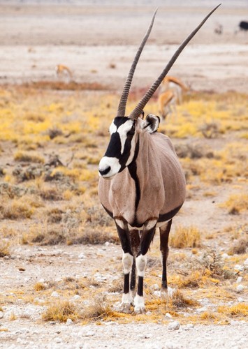 D'kembe the Gemsbok talking voice