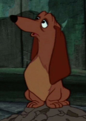 Dachsie