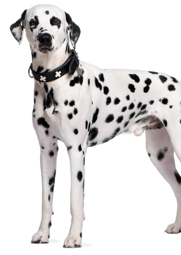 Dalmatian