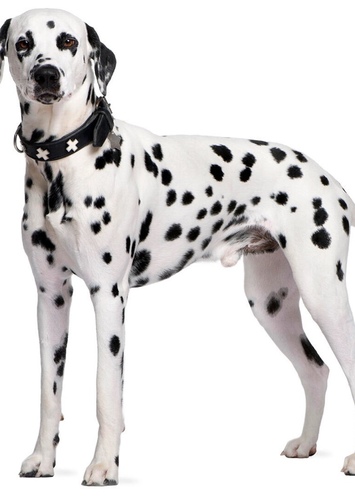 David the Dalmatian