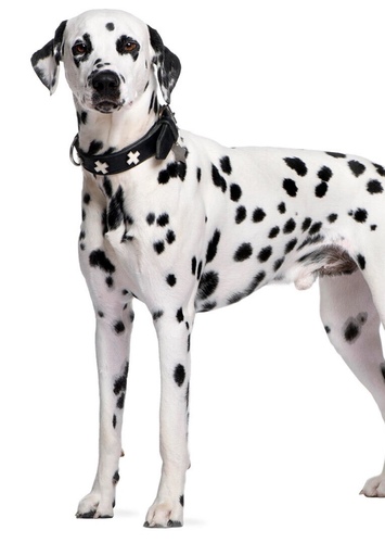 Dalmatian