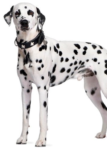 Dalmatian