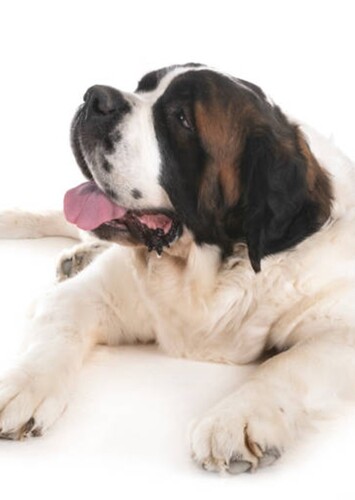 Dame Evie Frye adopted a Saint Bernard, naming her "Lady".