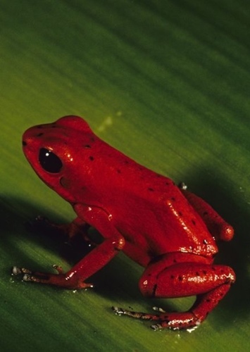 Dandy the Frog