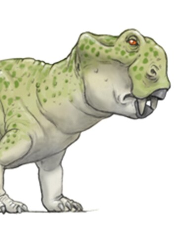 Daptocephalus