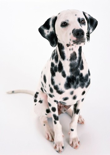 Darryl the Dalmatian