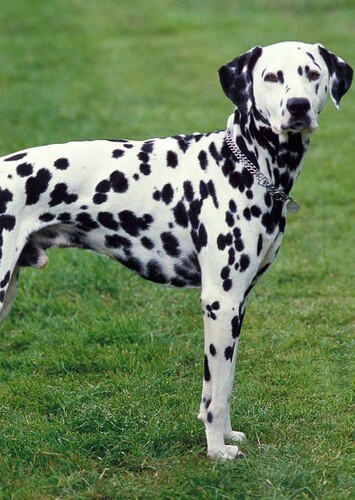 Darryl the Dalmatian
