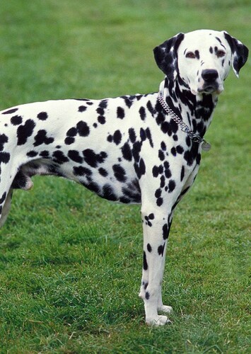 Darryl the Dalmatian