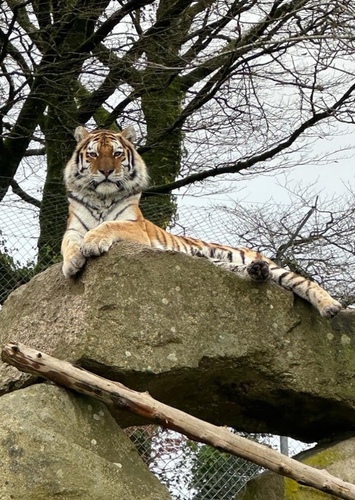 Dartmoor Zoological Park