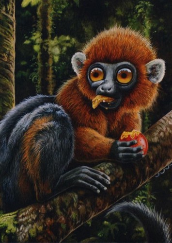 Darwinius