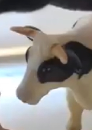 Dave the cow
