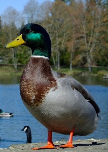 Dave The Duck