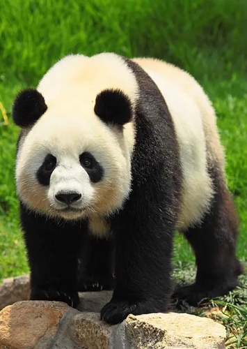 Dave the Panda