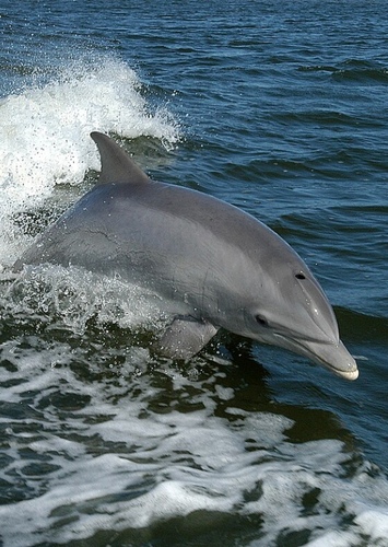 David the Dolphin
