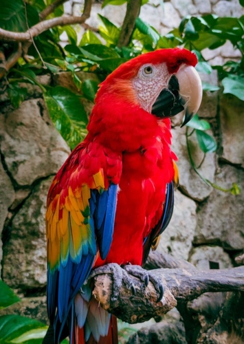 David the Parrot