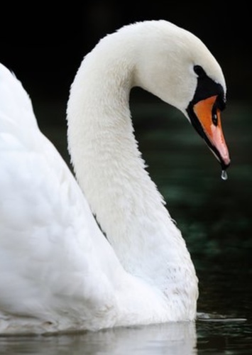 Dee Dee the Swan