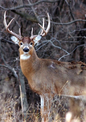 Deer