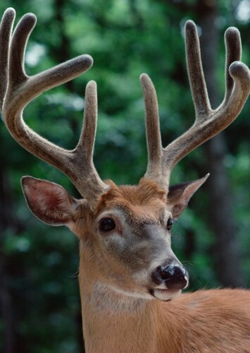 Deer