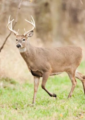 DeerPlayz