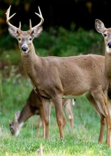 Deers