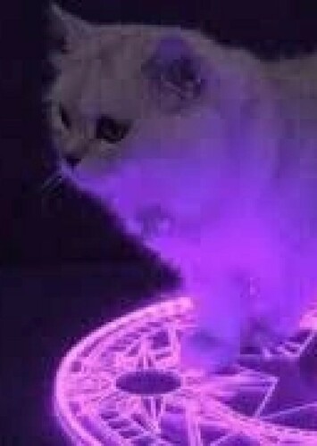 Demonic Little Grey Cat