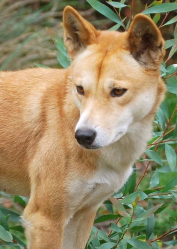 Derry the Dingo