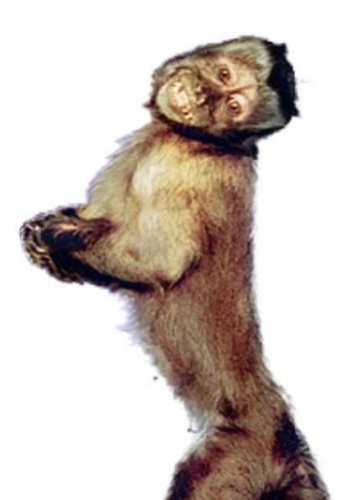 Dexter the monkey