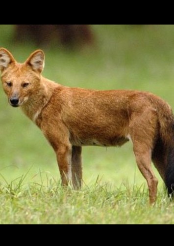 Dhole leader