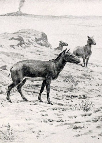 Diadiaphorus