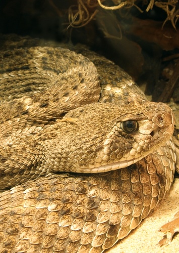 Diamondback Rattlesnake