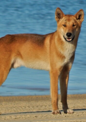 Diana the Dingo