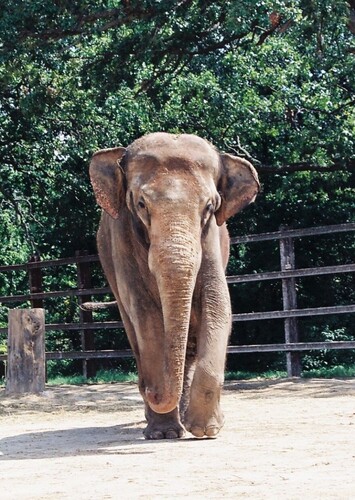Dickerson Park Zoo