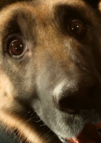 Diggs