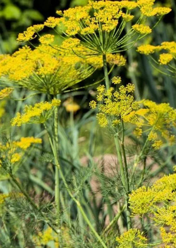 Dill