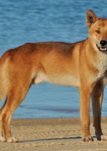 Dingo