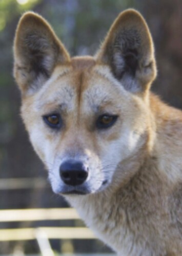 Dingo