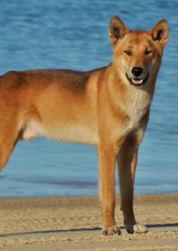 Dingo