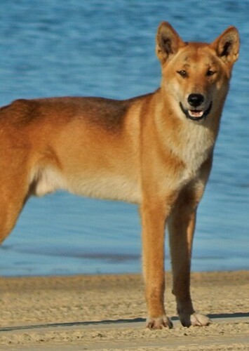 Dingo