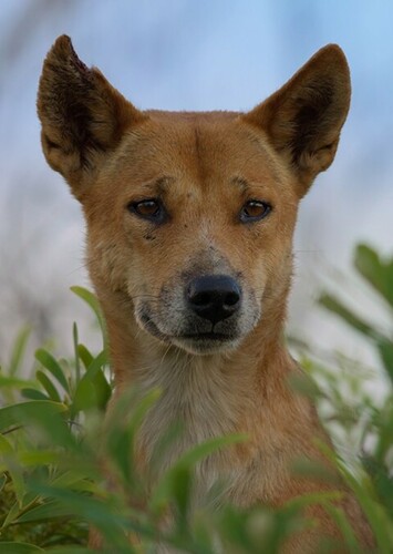 Dingo