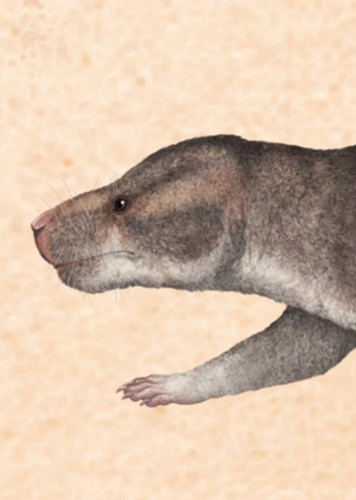 Dinnebitodon