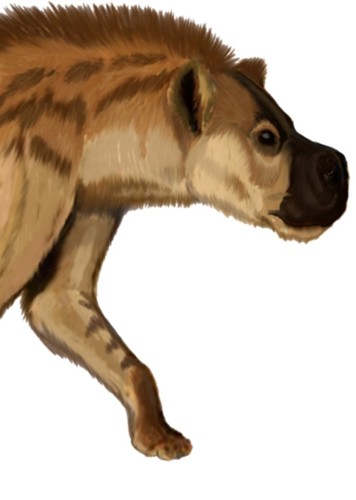 Dinocrocuta