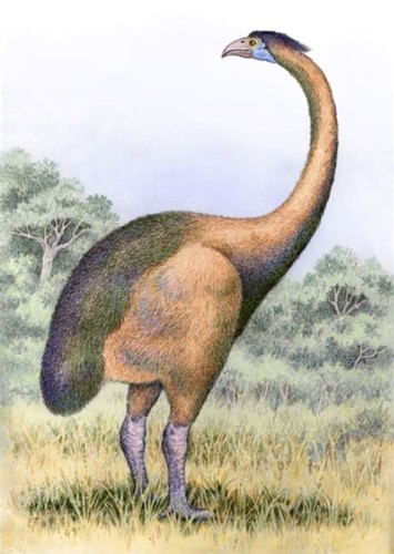 Dinornis / Giant Moa