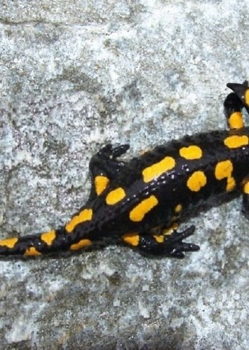 Diplocaulus