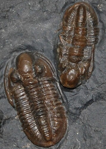 Ditomopyge
