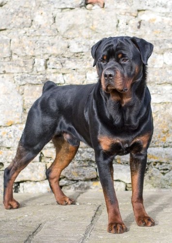 Dog #2