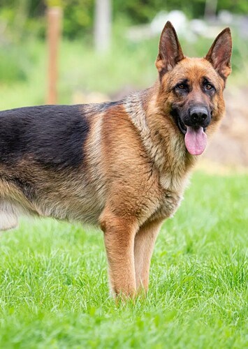 Dog